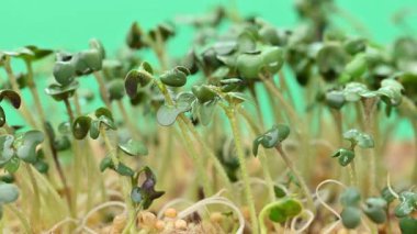 Canlı yeşil mikro yeşilliklerin yakın plan görüntüsü