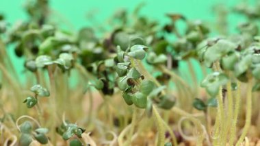 Canlı yeşil mikro yeşilliklerin yakın plan görüntüsü