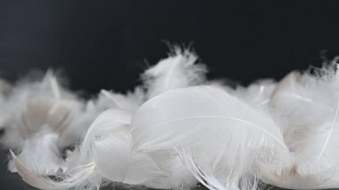 Siyah arkaplandaki kuğu tüyünün videosu
