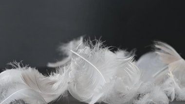 Siyah arkaplandaki kuğu tüyünün videosu