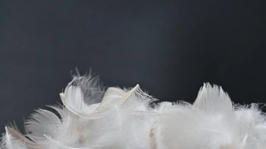 Siyah arkaplandaki kuğu tüyünün videosu
