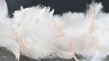 Siyah arkaplandaki kuğu tüyünün videosu