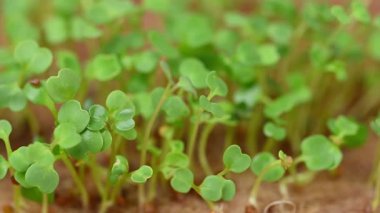 Canlı yeşil mikro yeşilliklere yakın çekim