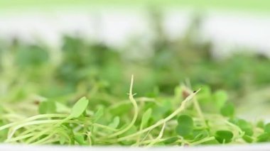 Canlı yeşil mikro yeşilliklere yakın çekim