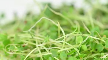 Canlı yeşil mikro yeşilliklere yakın çekim