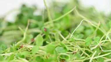 Canlı yeşil mikro yeşilliklere yakın çekim