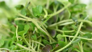 Canlı yeşil mikro yeşilliklere yakın çekim