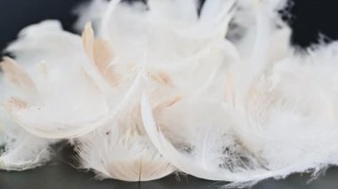 Siyah arkaplandaki kuğu tüyünün videosu