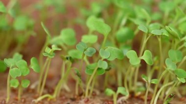 Canlı yeşil mikro yeşilliklere yakın çekim