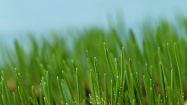 Yeşil buğday filizlerinin yakın çekim videosu