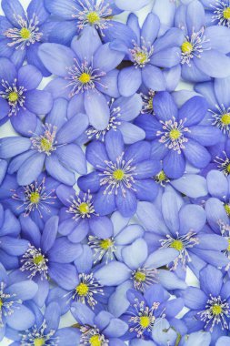 bahar çiçekleri mantarı nobilis