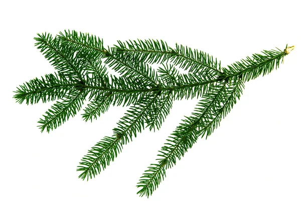 Green spruce branch — Stock Photo, Image