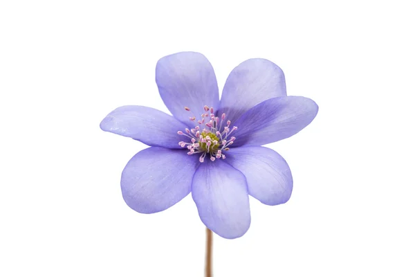 Spring flowers Hepatica nobilis — Stock Photo, Image