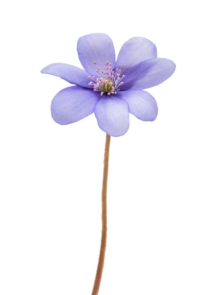 Frühlingsblumen hepatica nobilis — Stockfoto