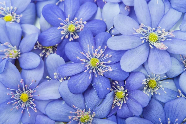 Vårblommor Hepatica nobilis — Stockfoto