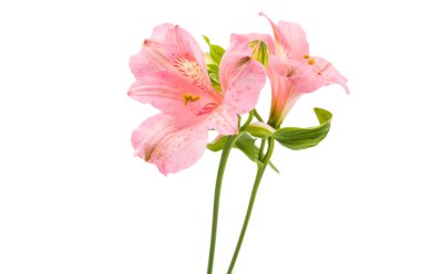 Alstroemeria çiçek papatya