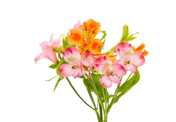 Alstroemeria flowers daisy — Stock Photo, Image