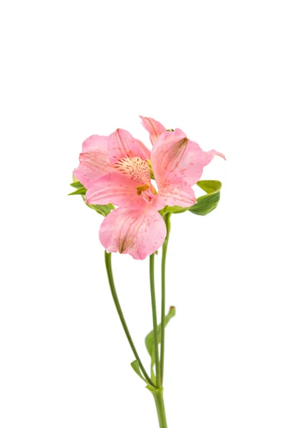 Цветы Alstroemeria осмелились — стоковое фото