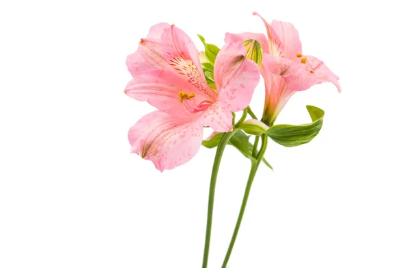 Alstremeria kwiaty stokrotka — Zdjęcie stockowe