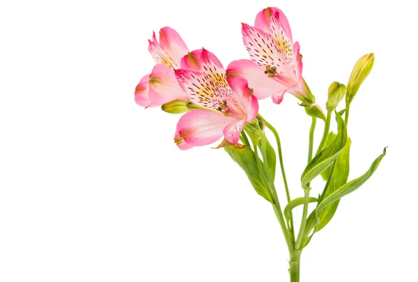 Alstremeria kwiaty stokrotka — Zdjęcie stockowe