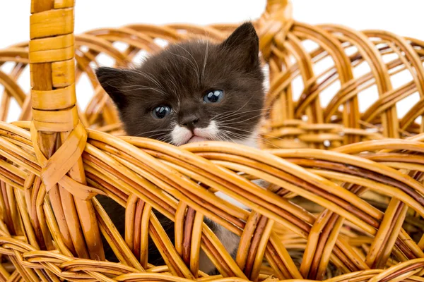 Kattunge i en korg — Stockfoto