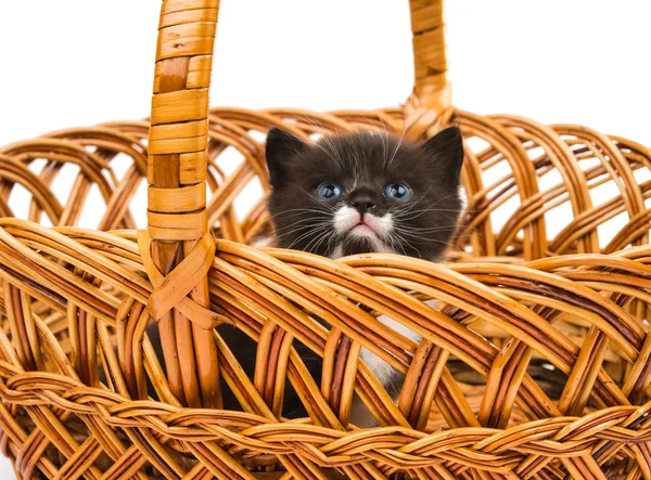 Gatito en una cesta — Foto de Stock