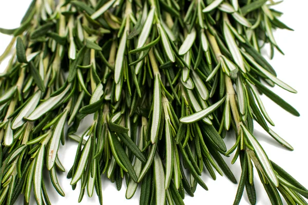 Fresh green sprig of rosemary — Stock Photo, Image