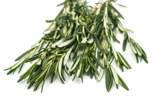 Fresh green sprig of rosemary — Stock Photo, Image