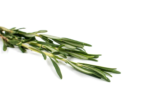 Fresh green sprig of rosemary — Stock Photo, Image