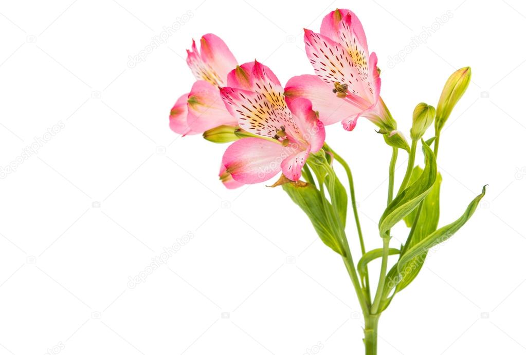 Alstroemeria flowers daisy