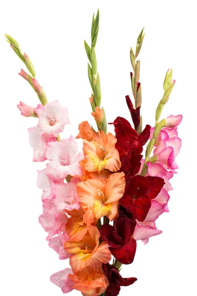 Bouquet of gladiolus — Stock Photo, Image