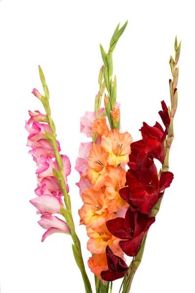 Bouquet of gladiolus — Stock Photo, Image