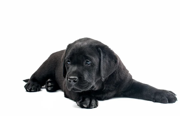 Köpek yavrusu siyah Labrador — Stok fotoğraf