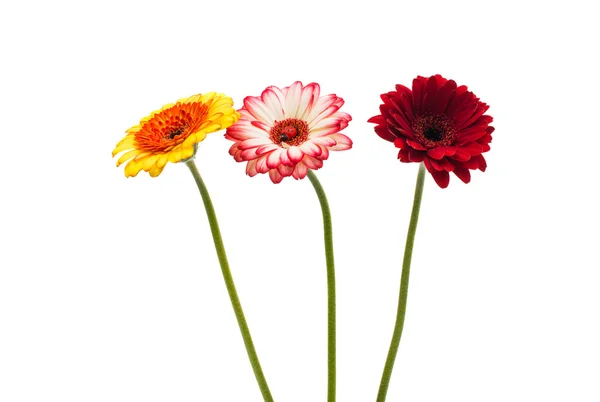 Gerbera fehér alapon — Stock Fotó