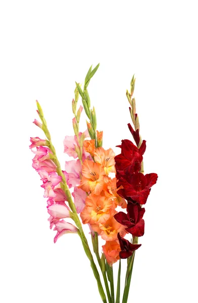 Bouquet of gladiolus Stock Image