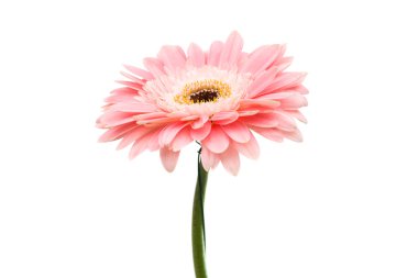 pembe gerbera çiçek