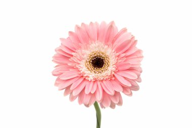 pembe gerbera çiçek