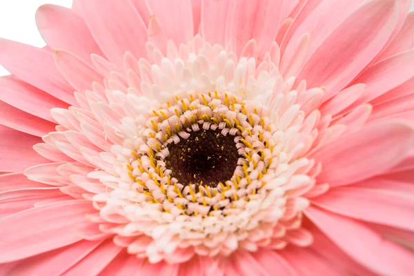 Pembe gerbera çiçek — Stok fotoğraf