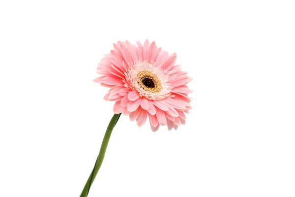 Roze gerbera bloem — Stockfoto