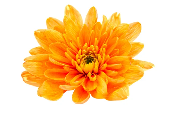 Vackra orange krysantemum — Stockfoto