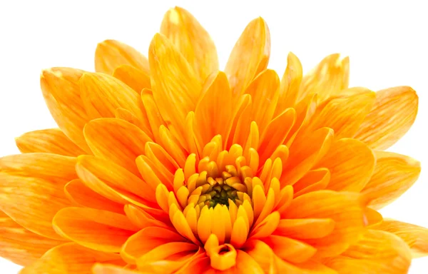 Beautiful orange chrysanthemum — Stock Photo, Image