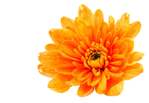 Magnifique chrysanthème orange — Photo