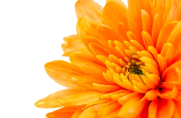 Schöne orange Chrysantheme — Stockfoto