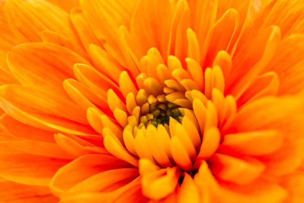 Oranžový chryzantémách — Stock fotografie