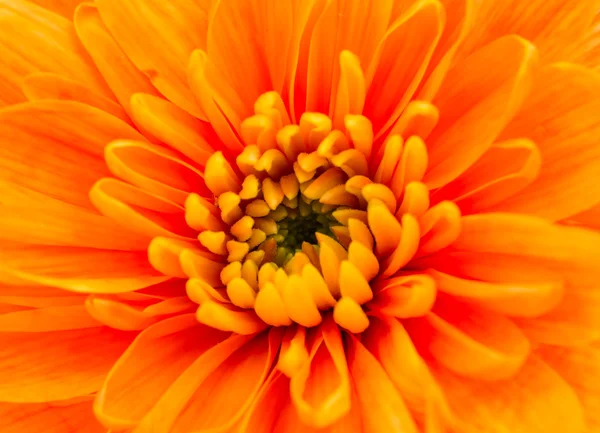 Orange krysantemum blomma — Stockfoto