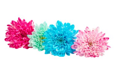 renk krizantem hassas