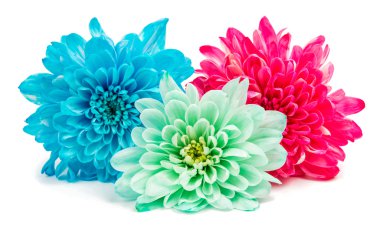 renk krizantem hassas