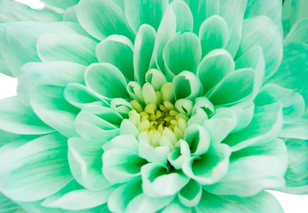 Светло-зелёная хризантема — стоковое фото