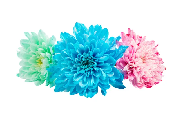 Colore crisantemo delicato — Foto Stock
