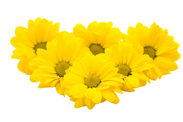 Yellow Chrysanthemum flowers botany — Stock Photo, Image